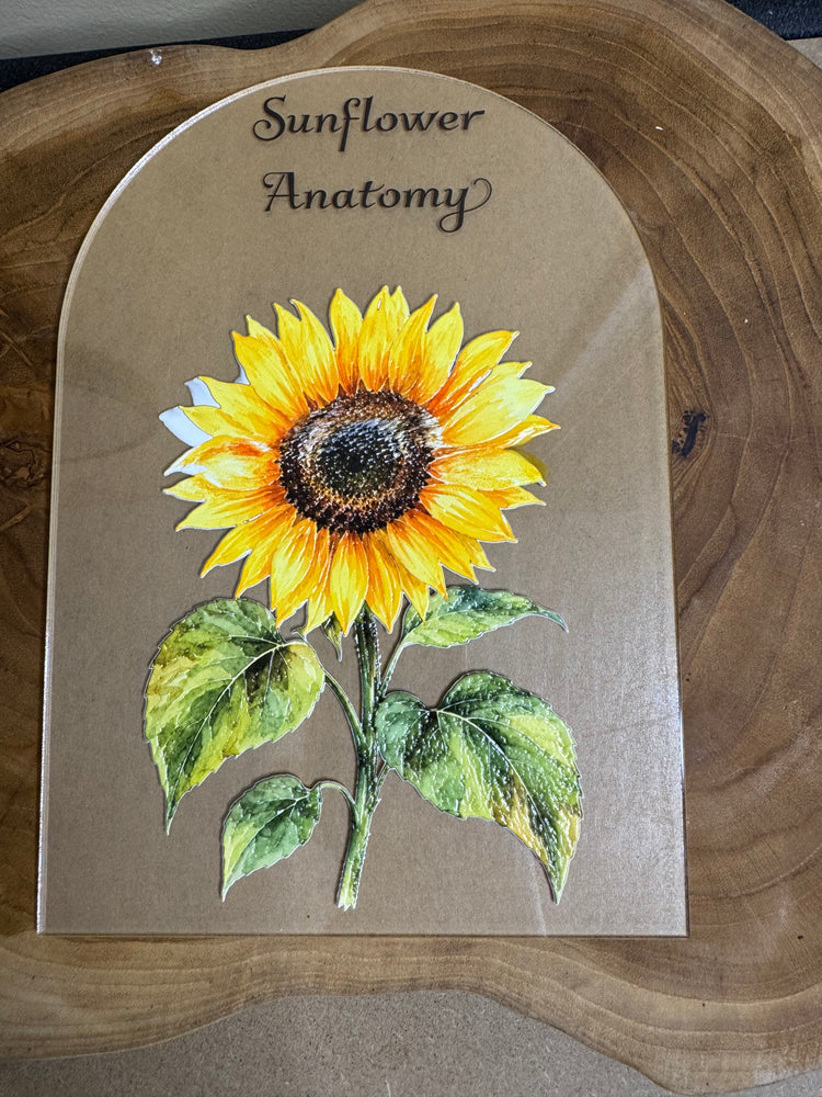 Sunflower anatomy (minus words)