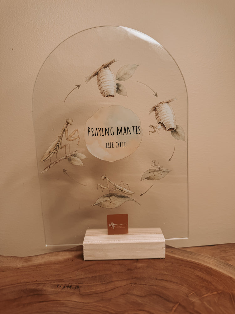 Praying Mantis Life Cycle Stand