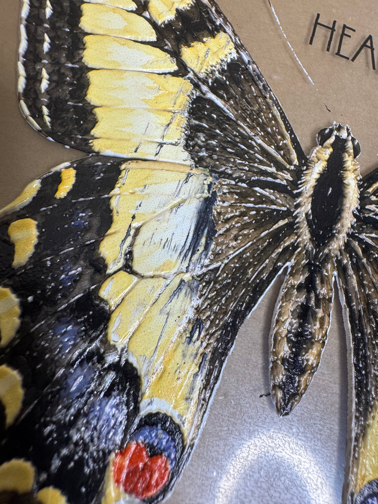 Butterfly anatomy