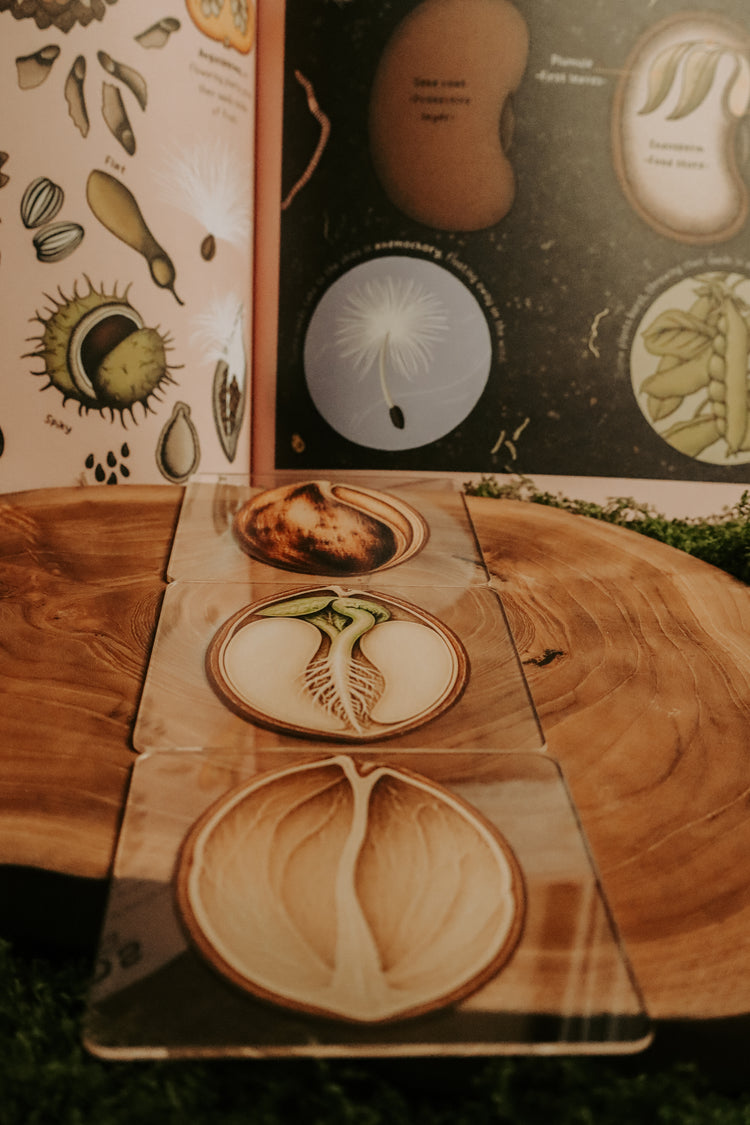 Layered Seed