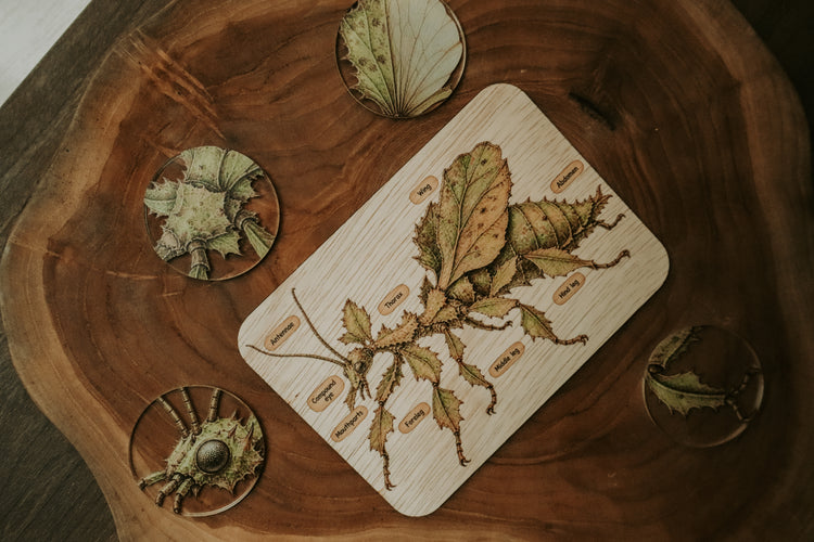 Spiny leaf insect anatomy board
