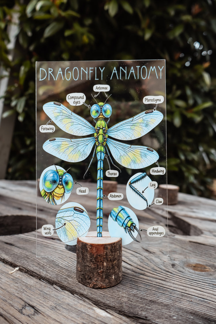 Dragonfly discovery collection