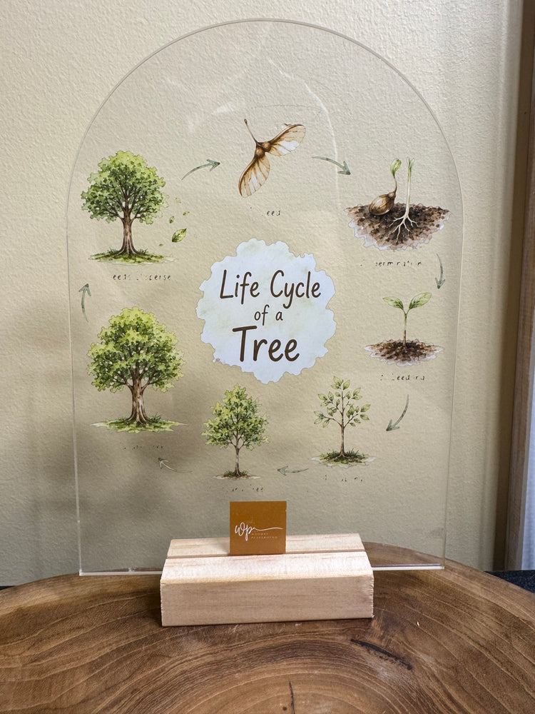 Life cycle of a tree