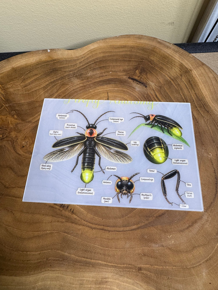 Firefly pack