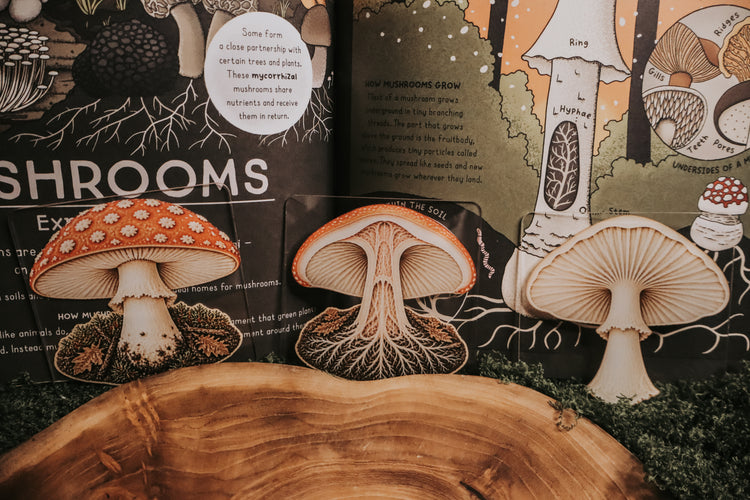 Layered mushroom