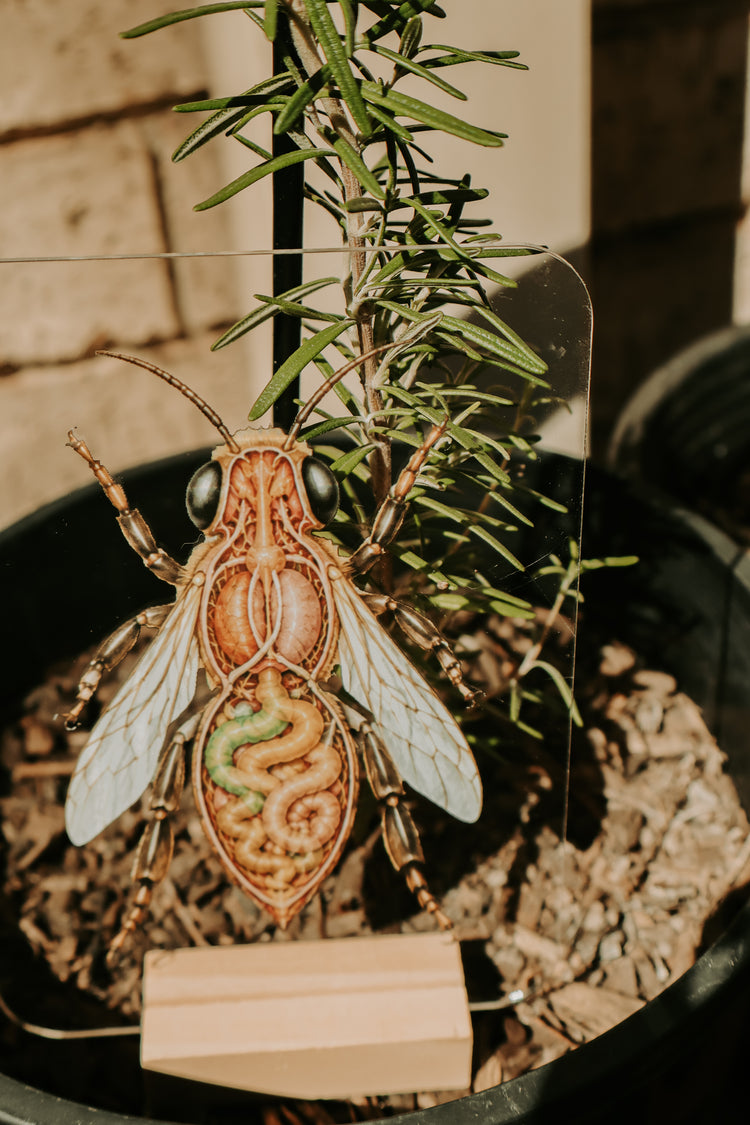 Layered Bee
