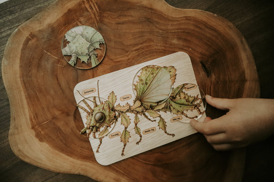 Spiny leaf insect anatomy board