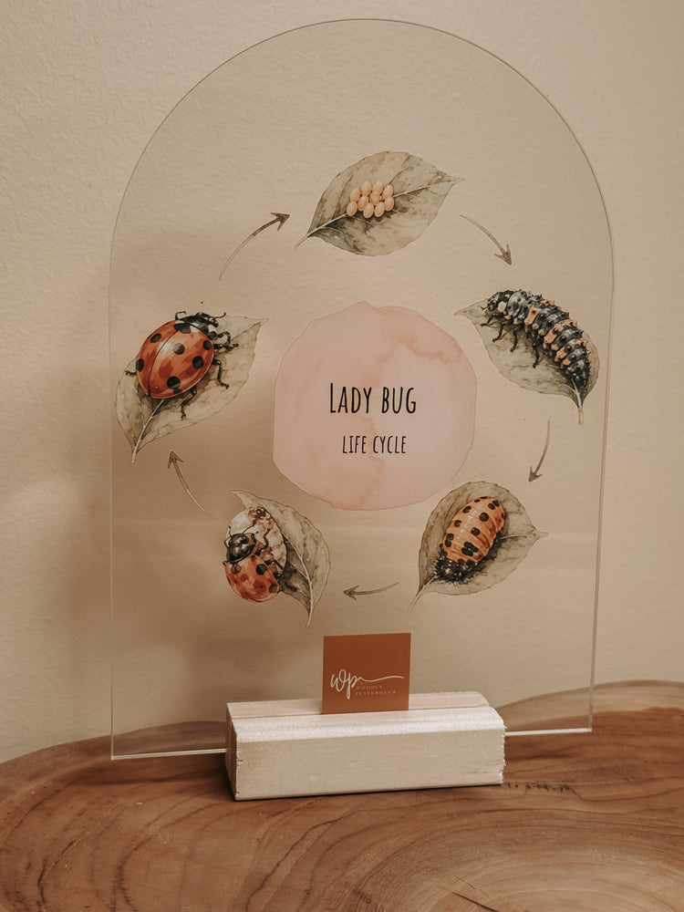 Lady Bug Life Cycle Stand