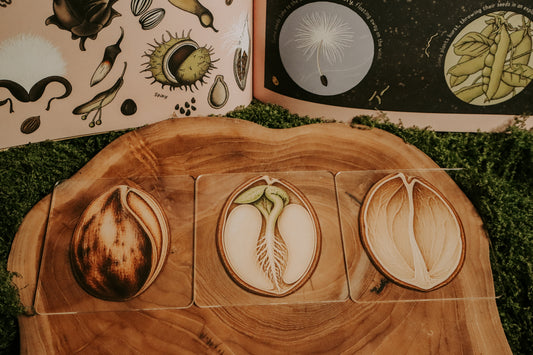 Layered Seed