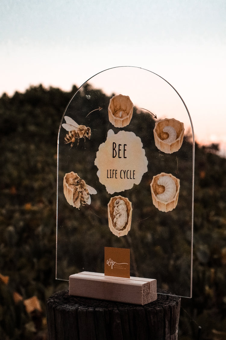 Bee Life Cycle Stand