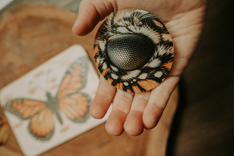 Monarch butterfly anatomy board