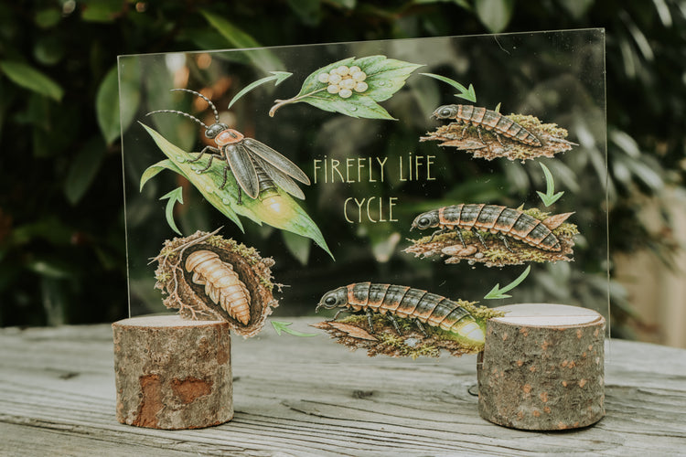 Firefly discovery collection