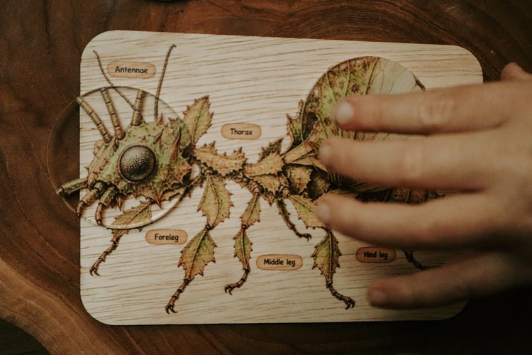 Spiny leaf insect anatomy board