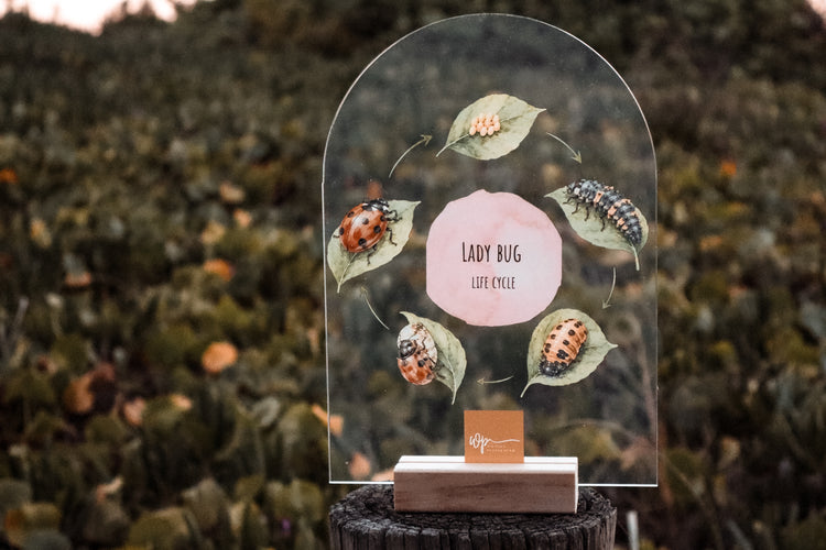 Lady Bug Life Cycle Stand