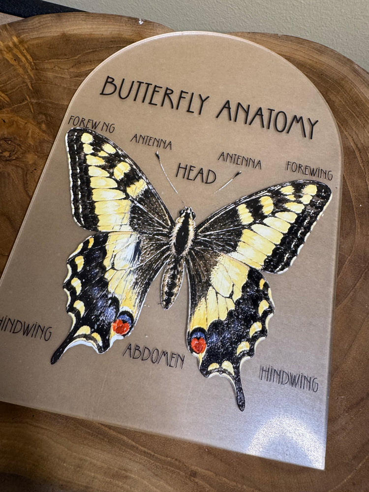 Butterfly anatomy