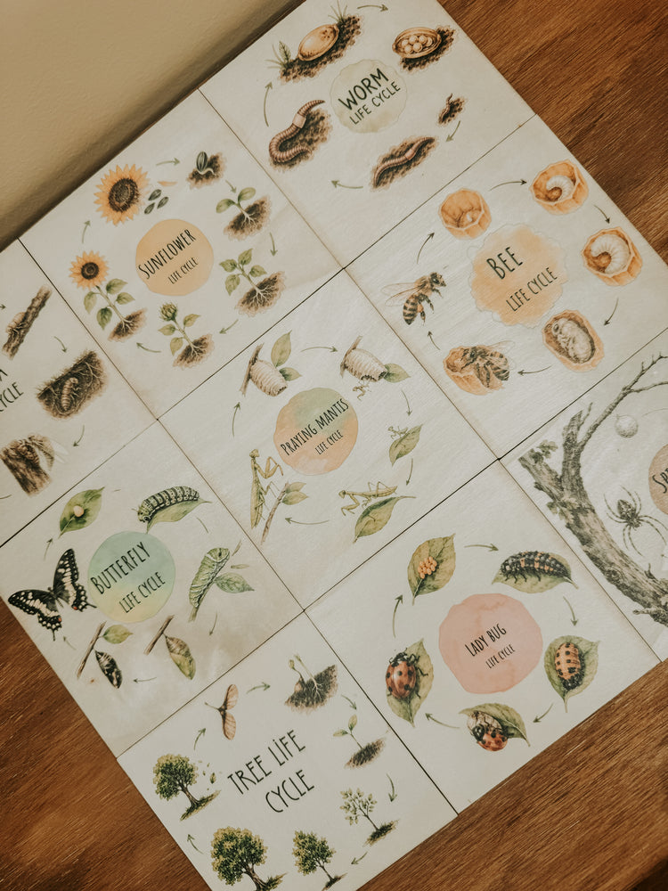 Timber Life Cycle Collection