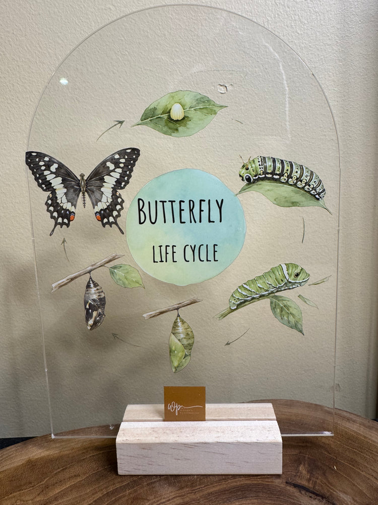Butterfly life cycle