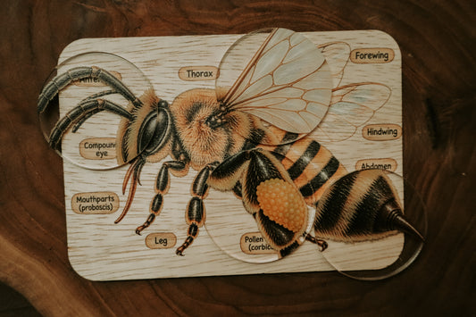 Bee anatomy board
