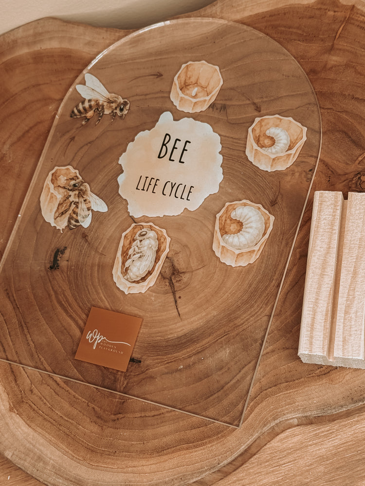 Bee Life Cycle Stand