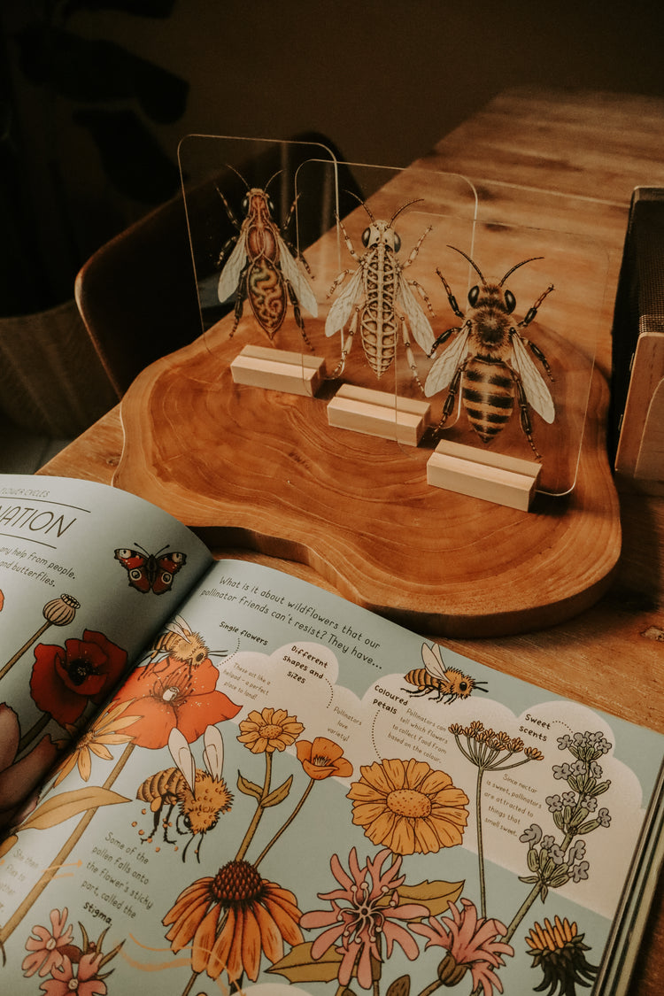 Layered Bee