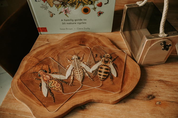 Layered Bee