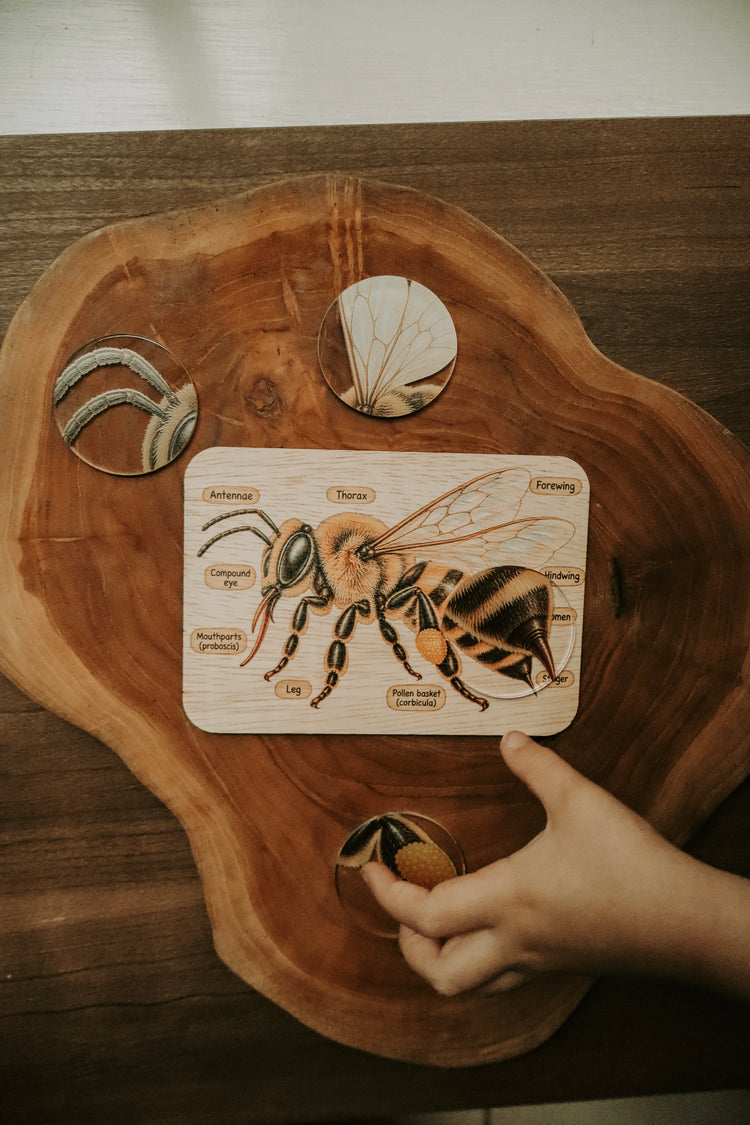 Bee anatomy board