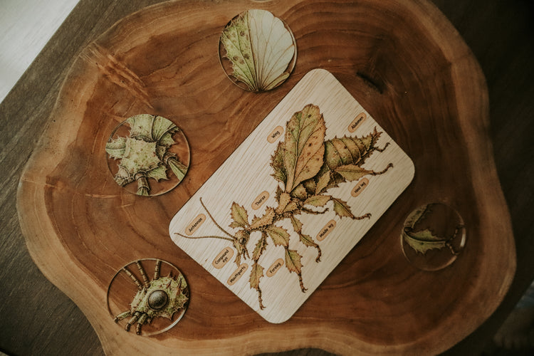 Spiny leaf insect anatomy board