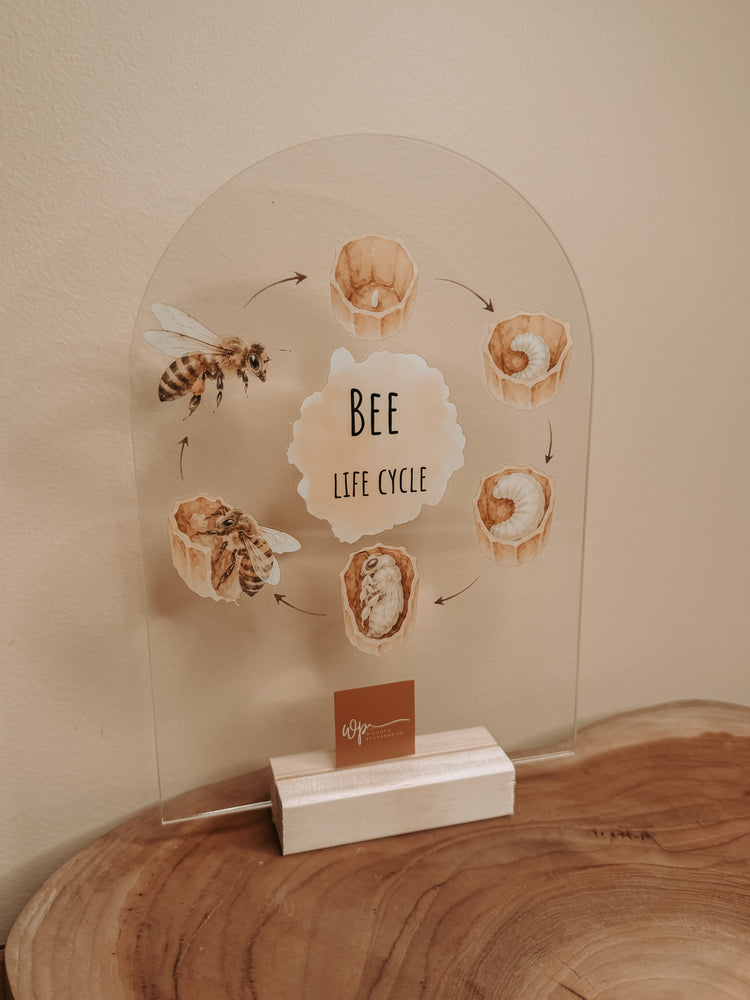 Bee Life Cycle Stand