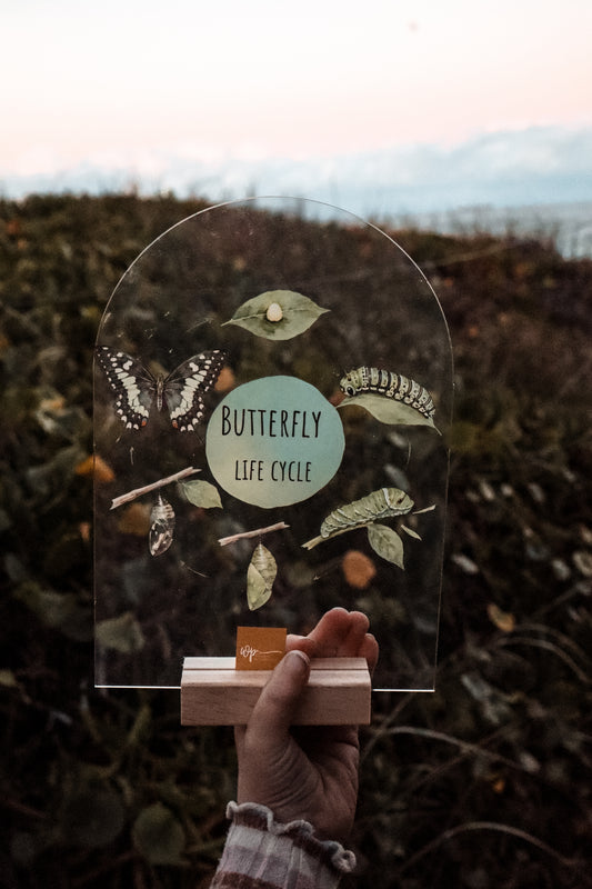 Butterfly Life Cycle Stand