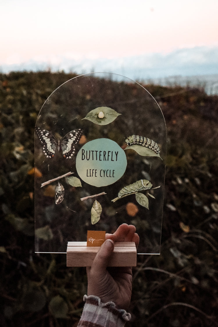 Butterfly Life Cycle Stand