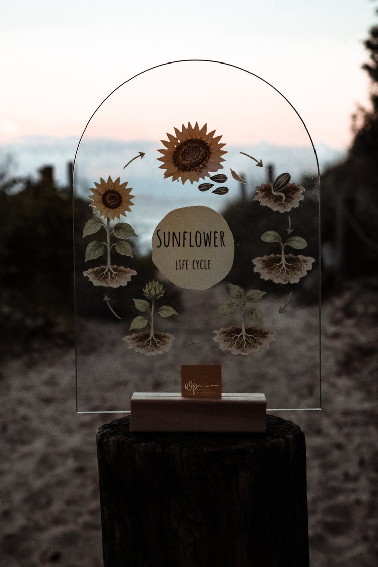Sunflower Life Cycle Stand