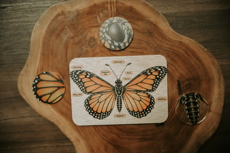 Monarch butterfly anatomy board