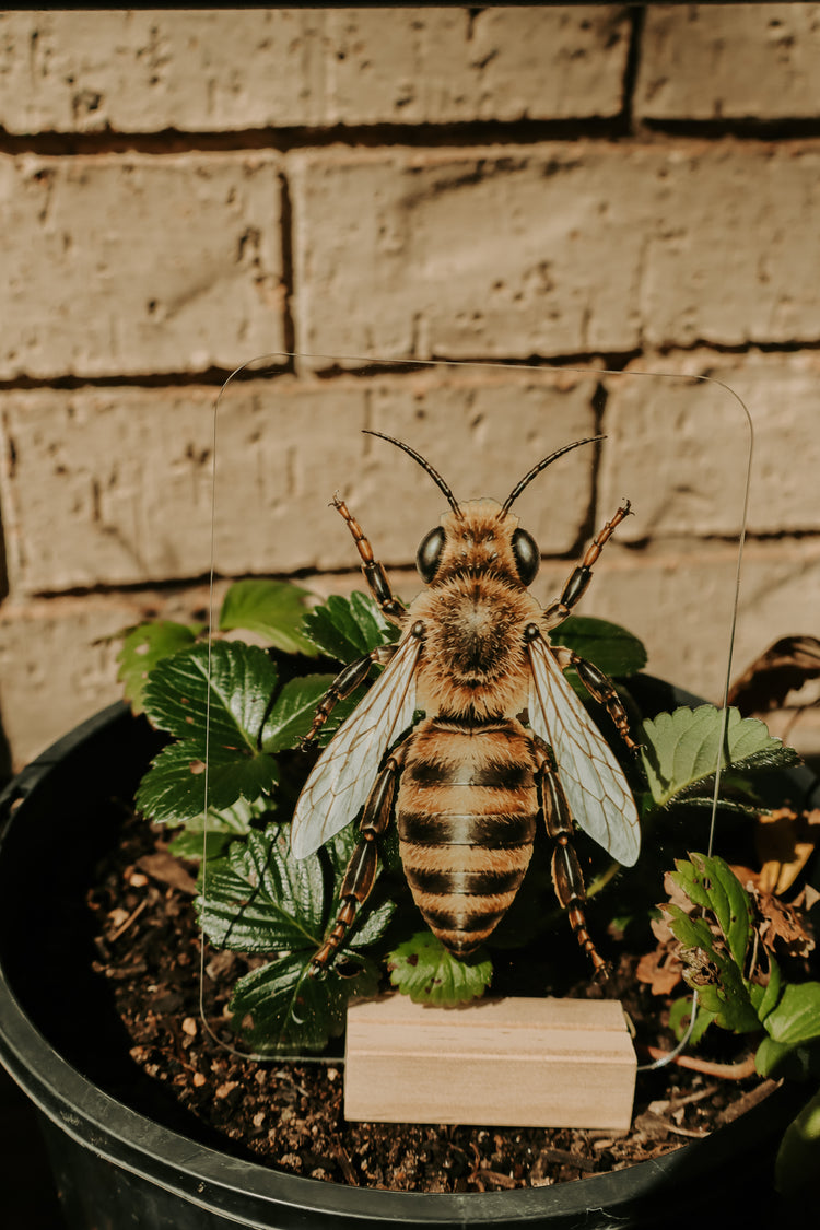 Layered Bee