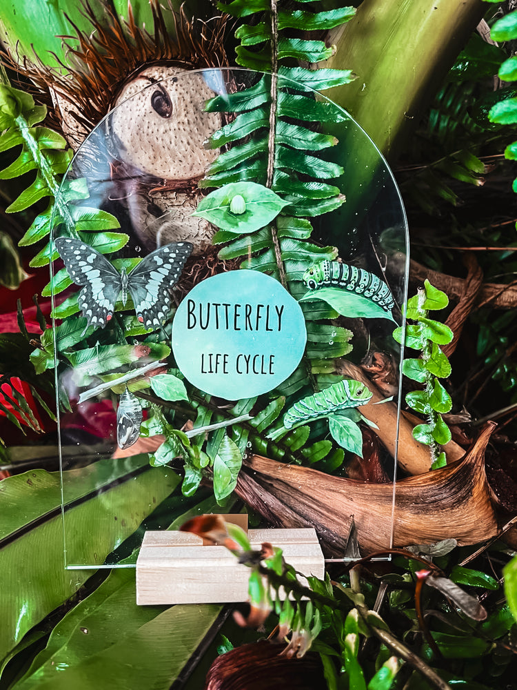 Butterfly Life Cycle Stand