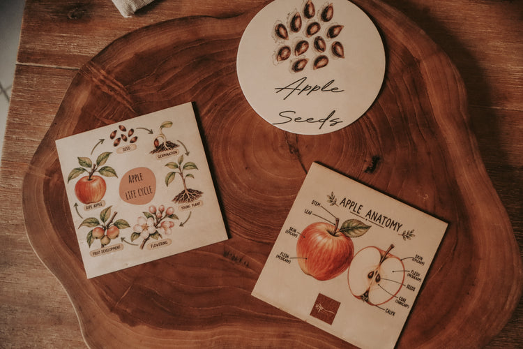 Fruit Discovery Set