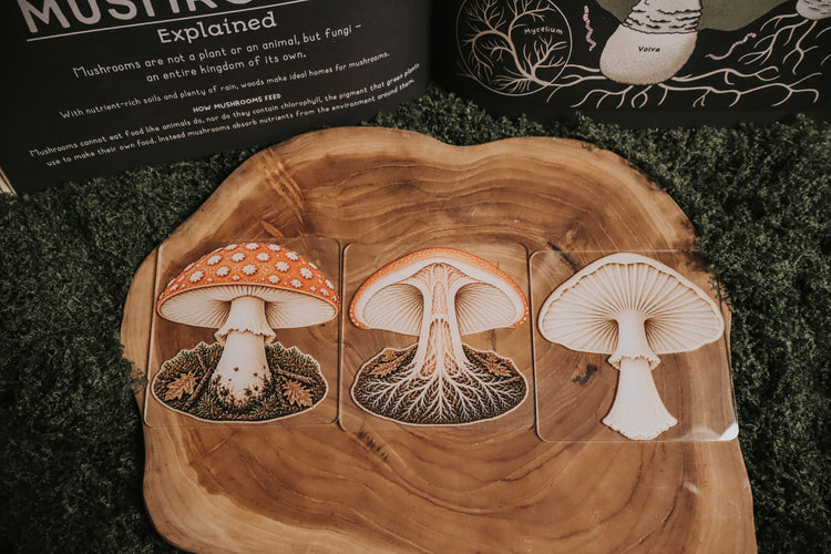 Layered mushroom