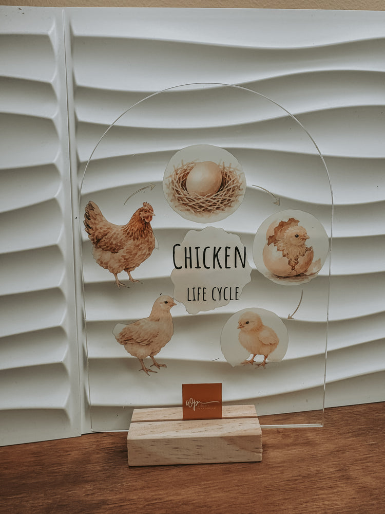 Chicken Life Cycle Stand