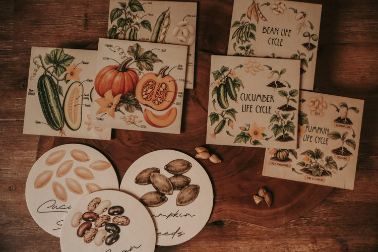 Vegetable discovery set