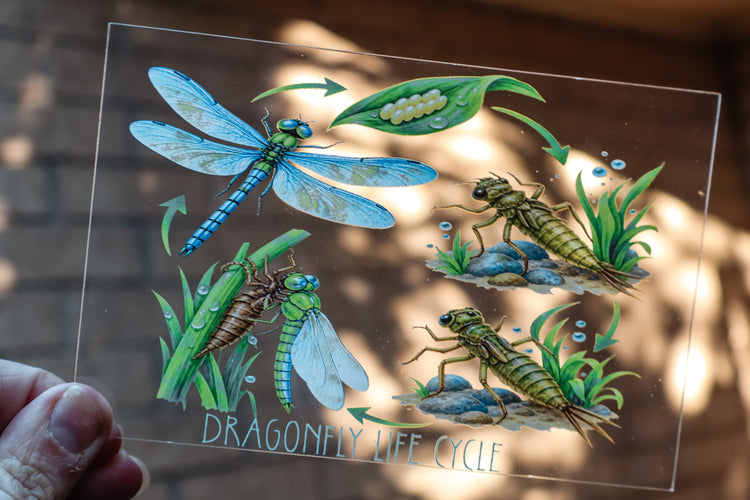 Dragonfly discovery collection