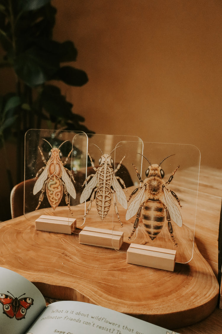 Layered Bee