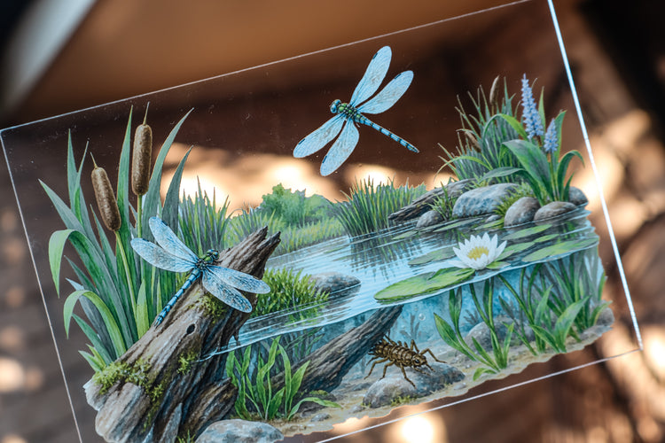 Dragonfly discovery collection