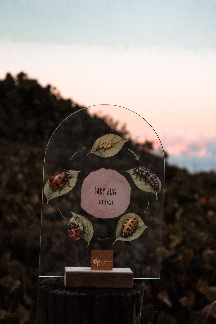 Lady Bug Life Cycle Stand