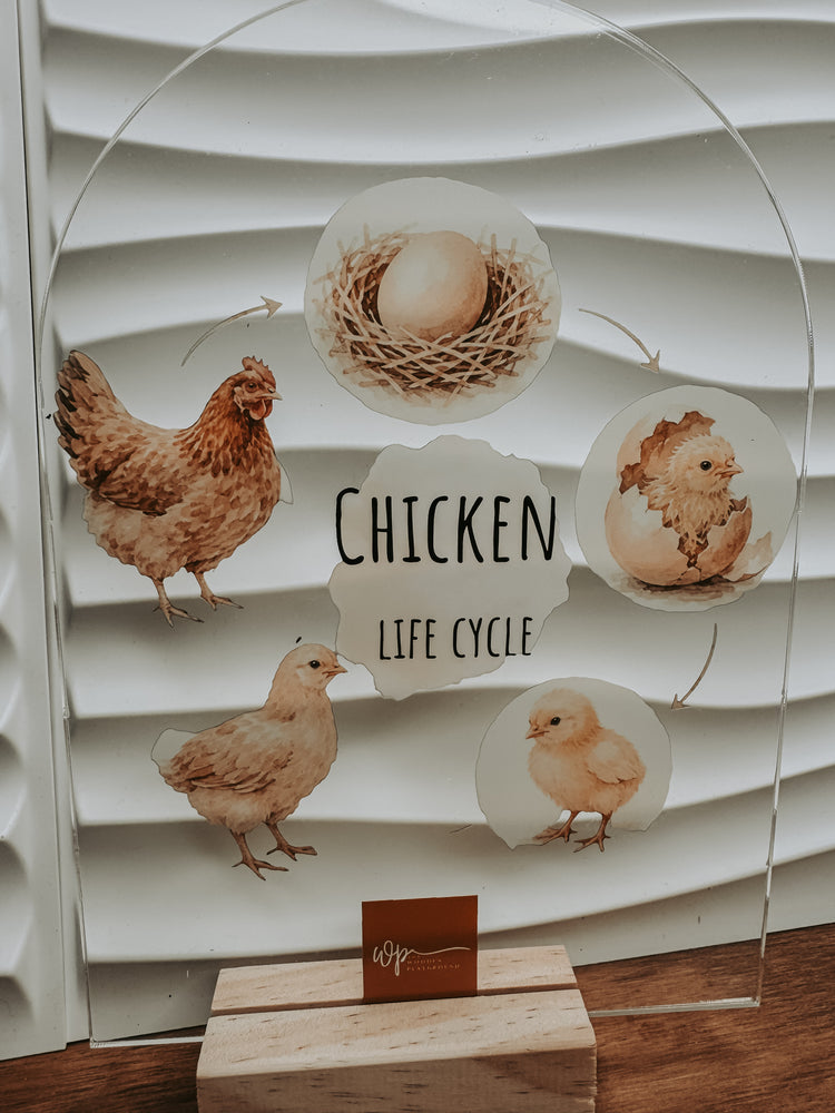 Chicken Life Cycle Stand