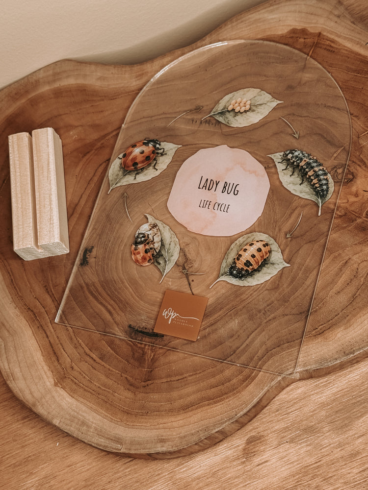 Lady Bug Life Cycle Stand