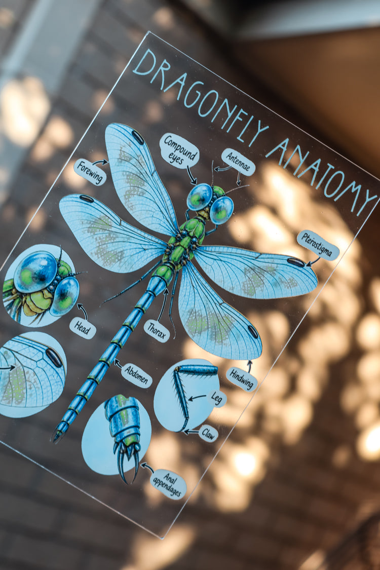Dragonfly discovery collection