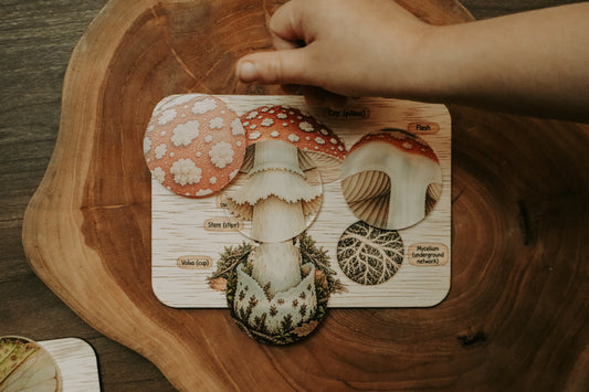 Mushroom anatomy board