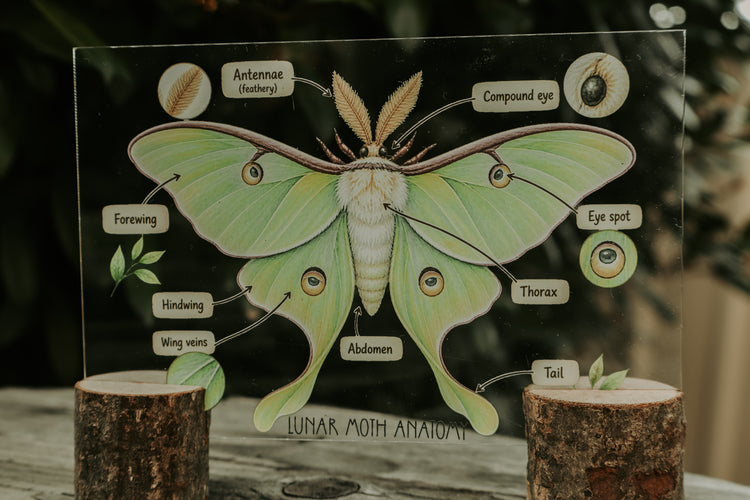Luna Moth discovery collection