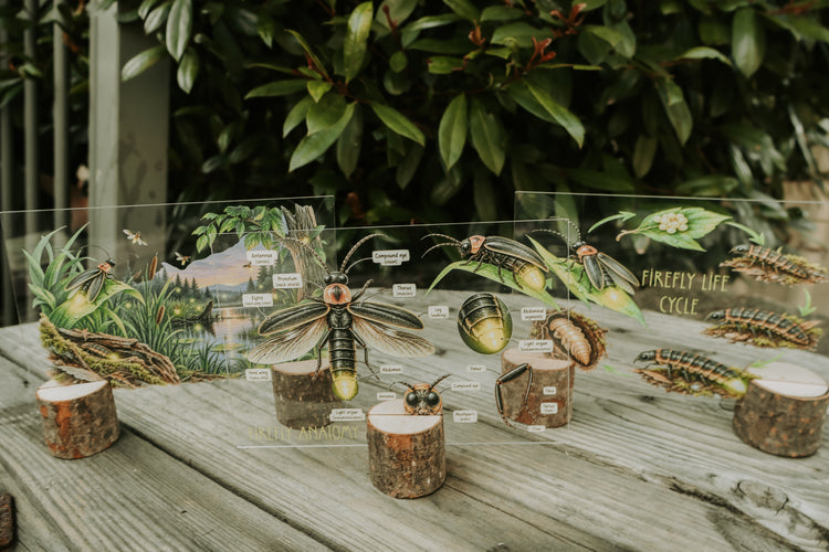 Firefly discovery collection