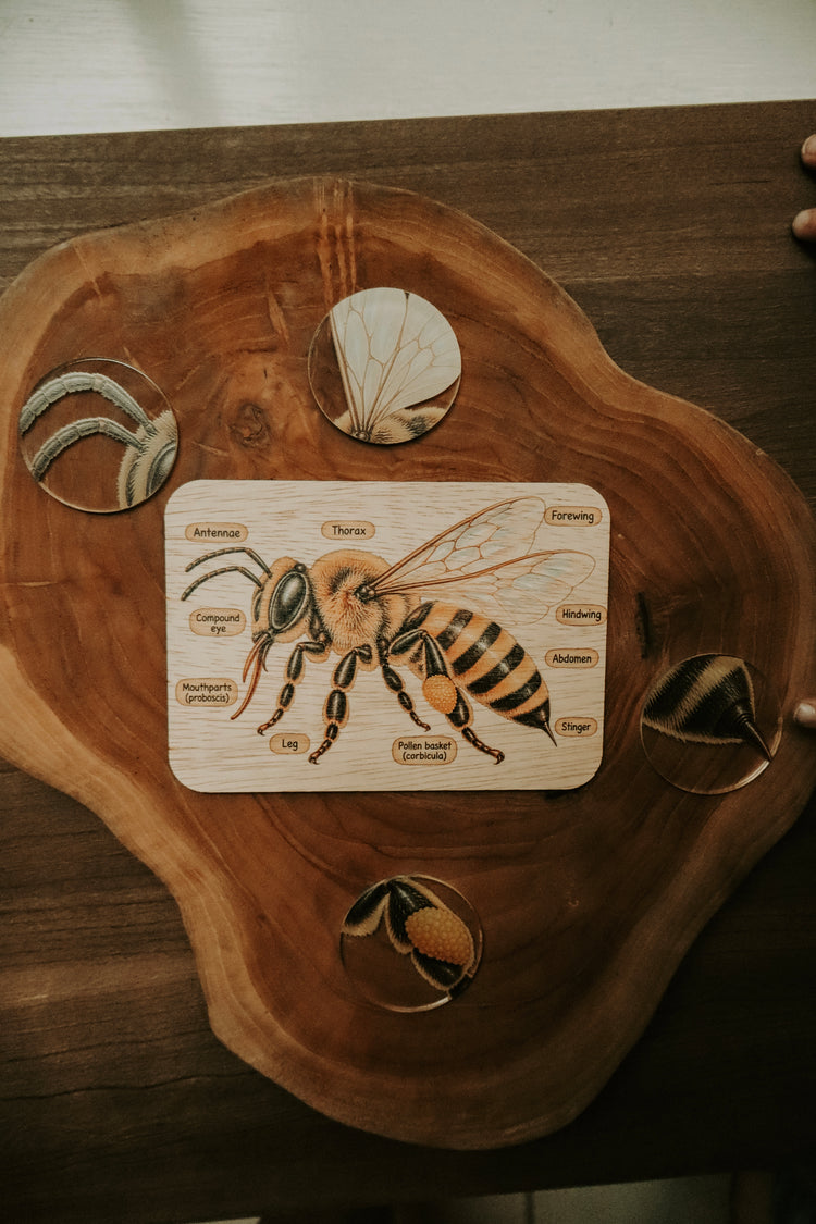 Bee anatomy board
