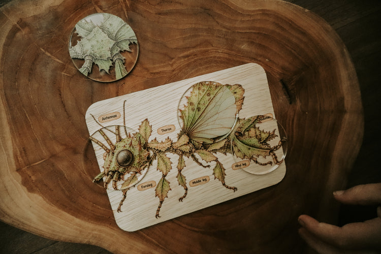 Spiny leaf insect anatomy board